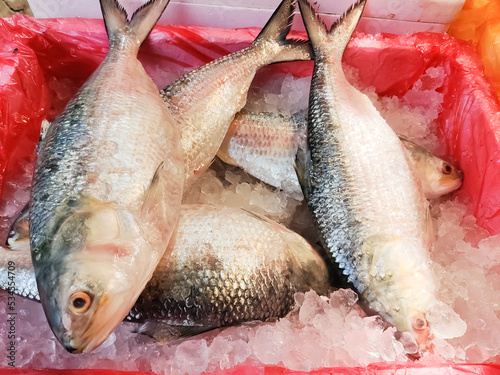 Hilsha or Ilish fish. The world famous Ilish fish of Padma river of Bangladesh. Hilsa fish photo