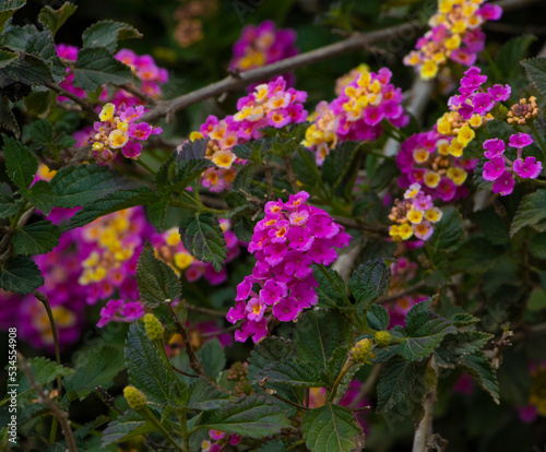 pink colored flowers in a beautiful natural environment,