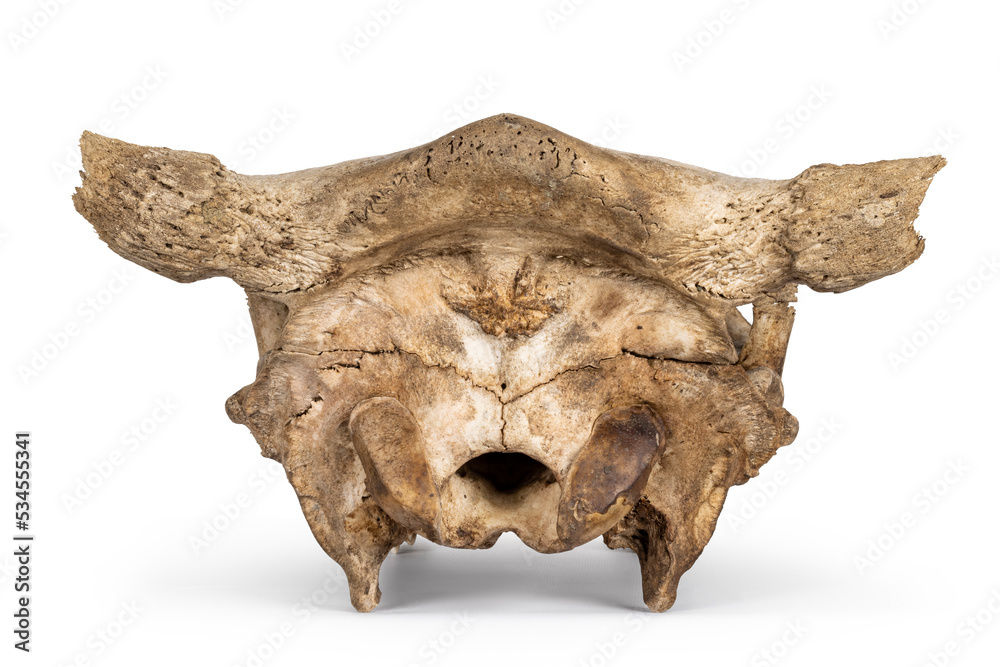 Fototapeta premium Back view of com skull. Isolated on a white background.