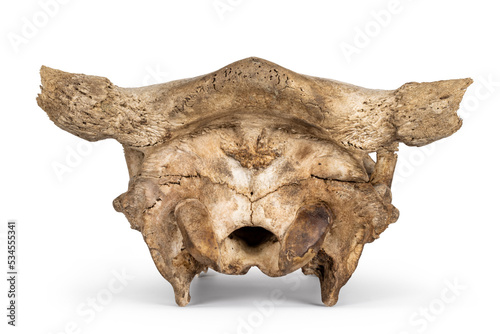 Back view of com skull. Isolated on a white background. © Nynke
