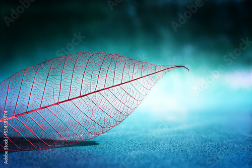 Transparent skeleton leaves over bright abstract background © tomertu