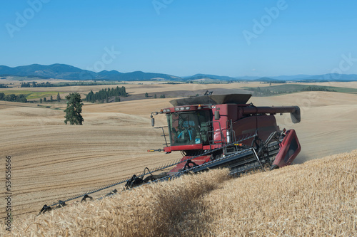 A combine harvester working a field, driving across the undulating landscape cutting the ripe wheat crop to harvest the grain. photo