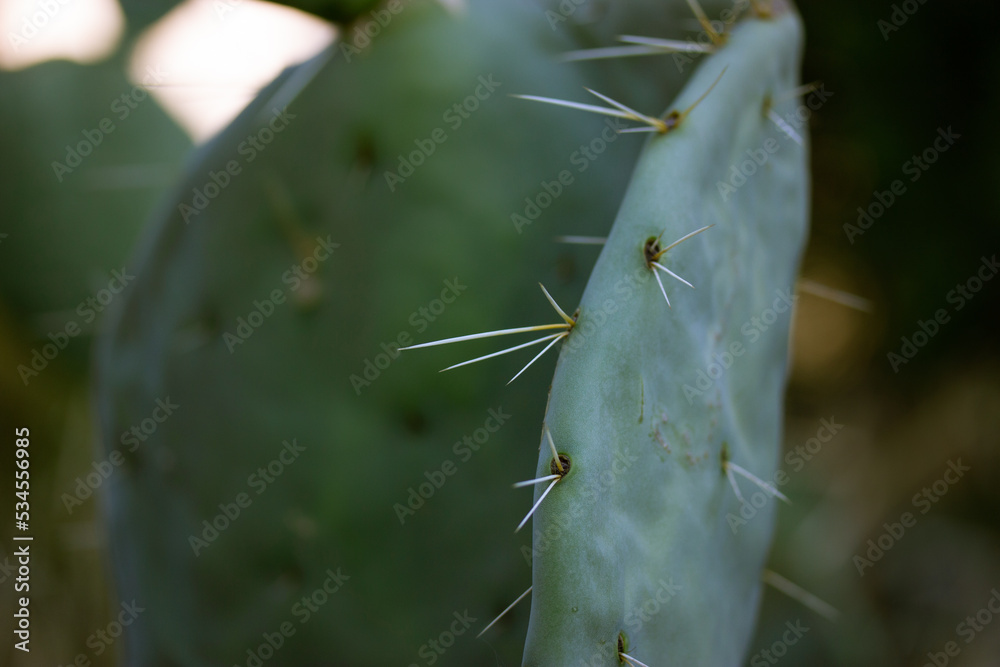 Ripe wild prickly pear cactus with a young nopal sprouting and sharp thorns. Nopal opuntia succulent live plant growing in a desert on a dark green natural background. Cactuses on dark background. Ripe wild prickly pear cactus with a young nopal sprouting and sharp thorns. Nopal opuntia succulent live plant growing in a desert on a dark green natural background. Cactuses on dark background.