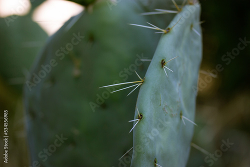 Ripe wild prickly pear cactus with a young nopal sprouting and sharp thorns. Nopal opuntia succulent live plant growing in a desert on a dark green natural background. Cactuses on dark background. © vita