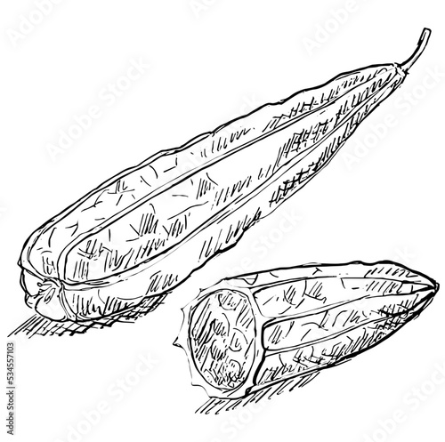 Ridge gourd
