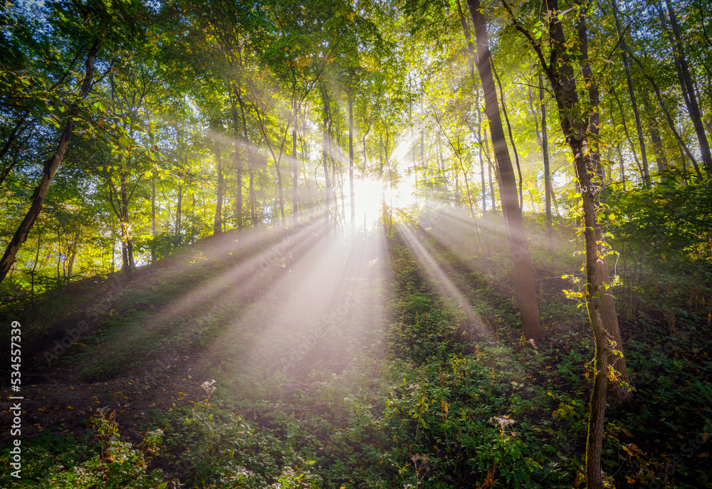 Fototapeta premium Autumn morning view in a mist and light rays in the forest