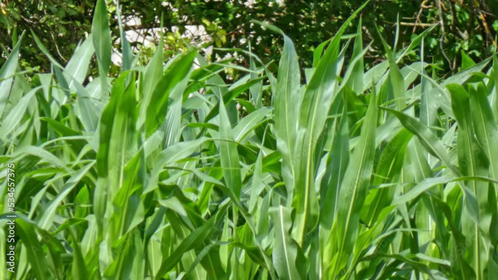 Corn frash green leaves in a cornfield close-up Corn frash green leaves in a cornfield close-up