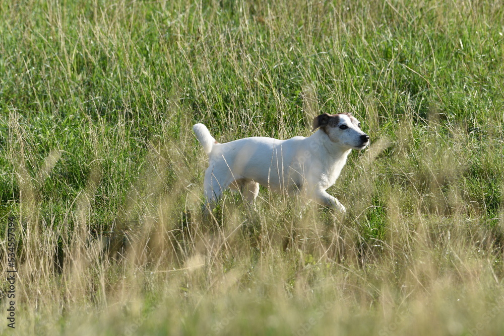 Köln am Rhein, jack russell Köln am Rhein, jack russell