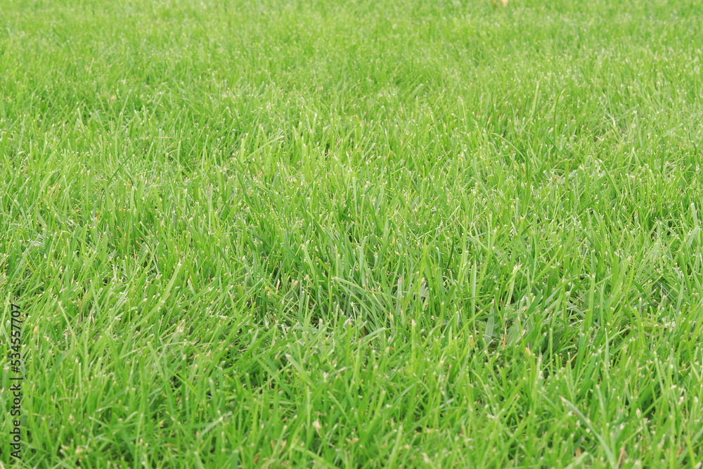 Green trimmed lawn, selective focus. Grass on the lawn near the house. Grass near