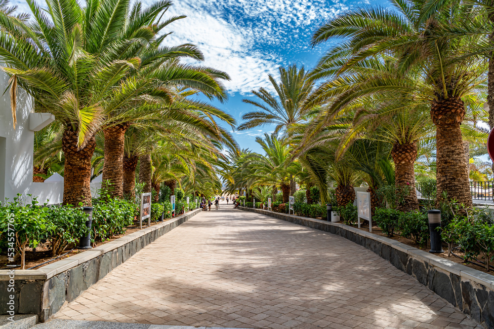 Beautiful park alley with green palm trees in the summer season on Gran Canaria island in Spain - Europe Beautiful park alley with green palm trees in the summer season on Gran Canaria island in Spain - Europe