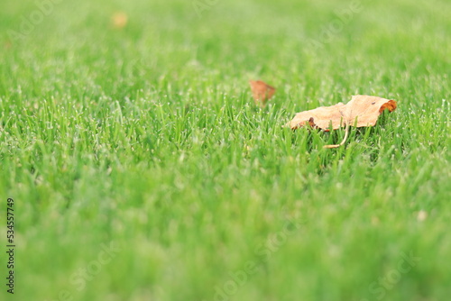 Green trimmed lawn with autumn leaf, selective focus. Grass up close © Mariia