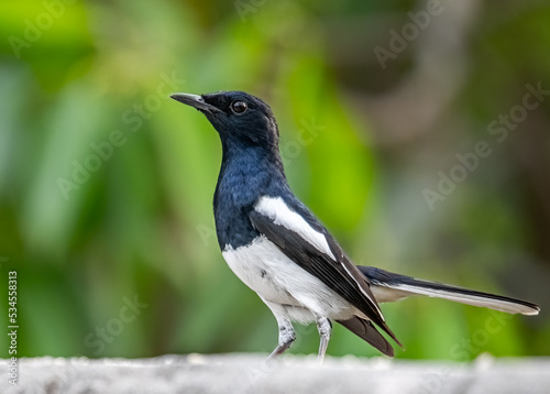 A Oriental Magpie in a alert position