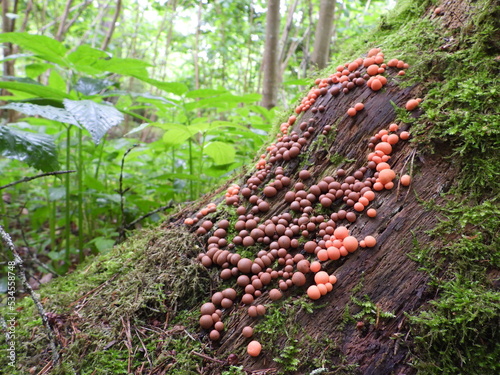Lycogala epidendrum, commonly known as wolf's milk or groening's slime