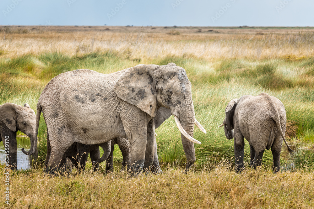 Fototapeta premium A family of elephants drinking in the Serengeti National Park, Tanzania