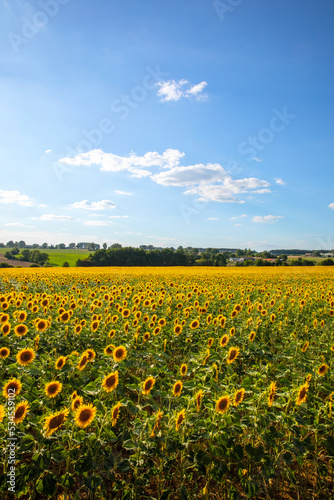 Fleurs de tournesol dans les champs en été.