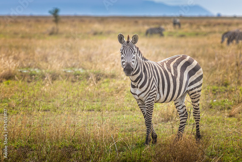 A zebra in the savannah of the Serengeti  Tanzania