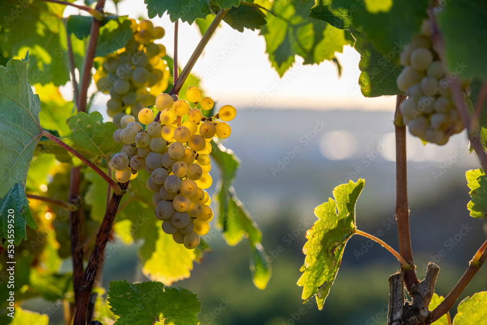 Grappe de raisin blanc dans les vignes au soleil avant les vendanges d'automne.