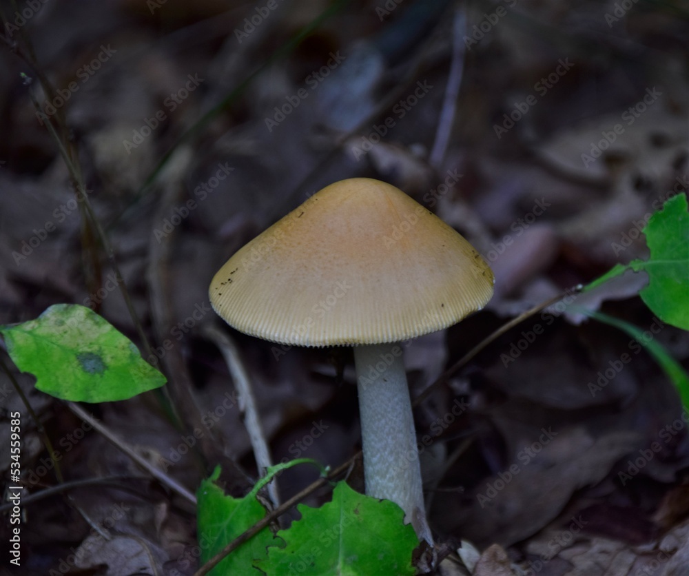 mushrooms in the forest