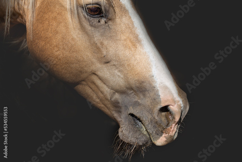 sick mare, a horse with a runny nose on a black background of the stable. Concept of herpes virus, horse health photo