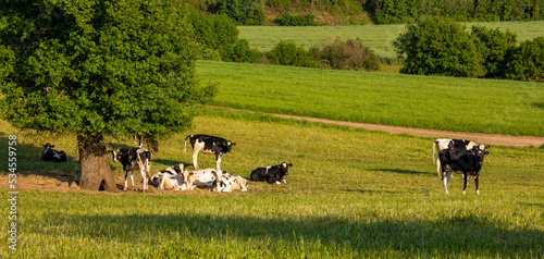 Paysage de campagne, vache laitière dans les champs en France.
