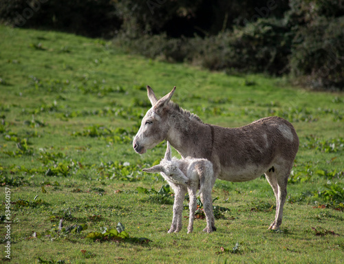 Grey cute baby donkey and mother on floral meadow