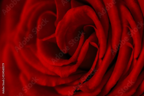 Defocused blurred petals of bright red rose close-up. Abstract romantic background for your design. Valentine's Day.