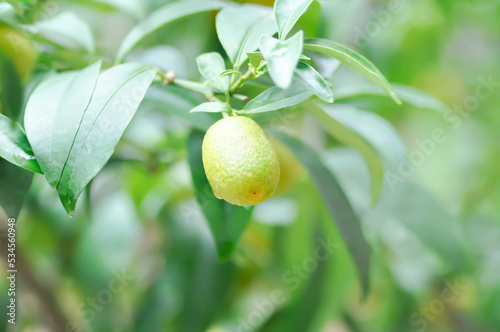 Canvastavla Citrus japonica Thunb or Kumquat , Kumquat plant or Cumquats or Citrus Japonica