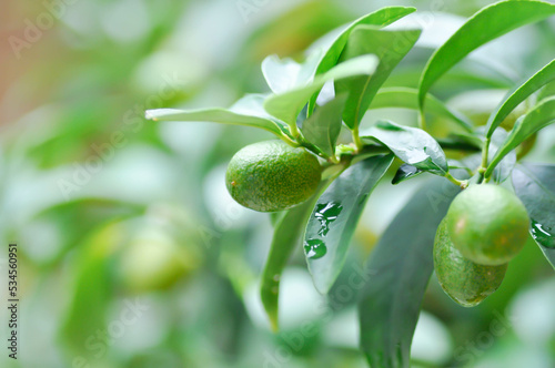 Fotografiet Citrus japonica Thunb or Kumquat , Kumquat plant or Cumquats or Citrus Japonica