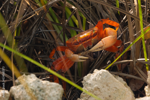 Red crab hiding in the bushes during migration. Cuba. Sienaga de Zapata. High quality photo photo