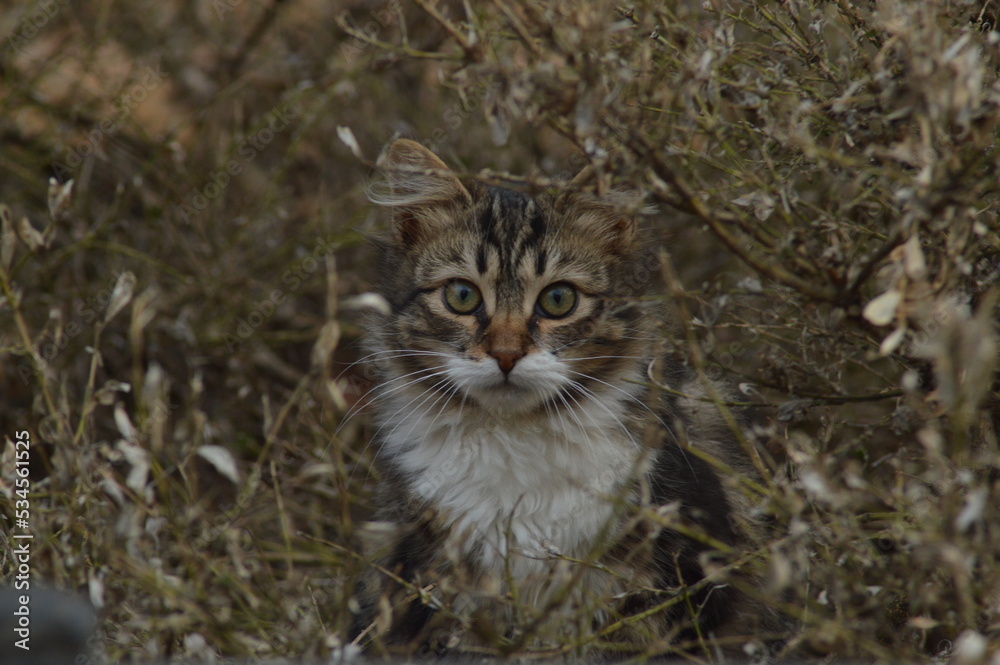 cat in the grass cat in the grass