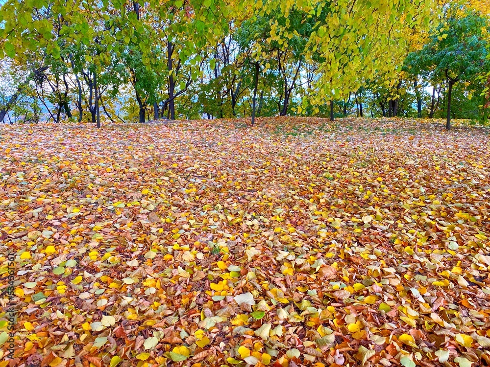 Obraz premium Leaf fall in the autumn park.