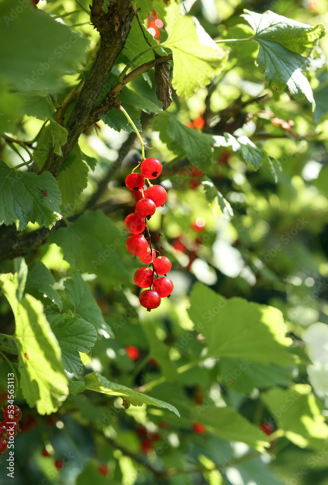 Fototapeta premium Ripe red currant berries on branch in garden on a sunny day. Close up of sweet red currant cluster ready to harvest. Also known as Ribes Rubrum. Selective focus with defocused lush green plants.