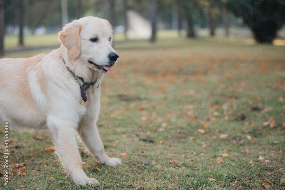 Golden Retriever playing in a green meadow in autumn Golden Retriever playing in a green meadow in autumn