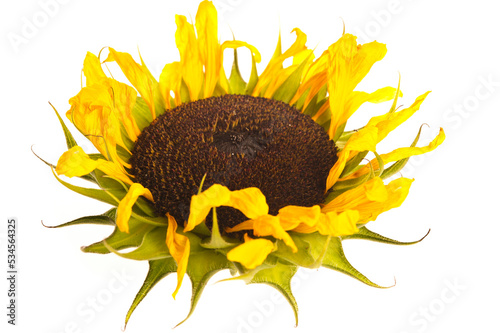 Obraz na plátně wilting sunflower flower isolated