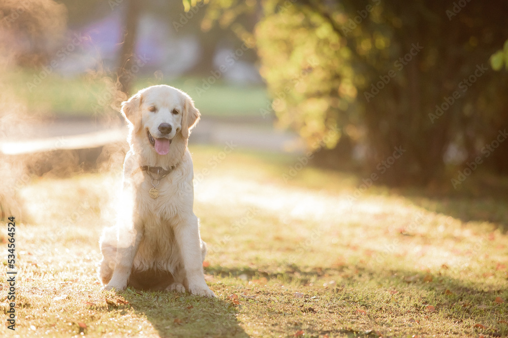 Golden Retriever in the fall in the sun plays on a green meadow Golden Retriever in the fall in the sun plays on a green meadow