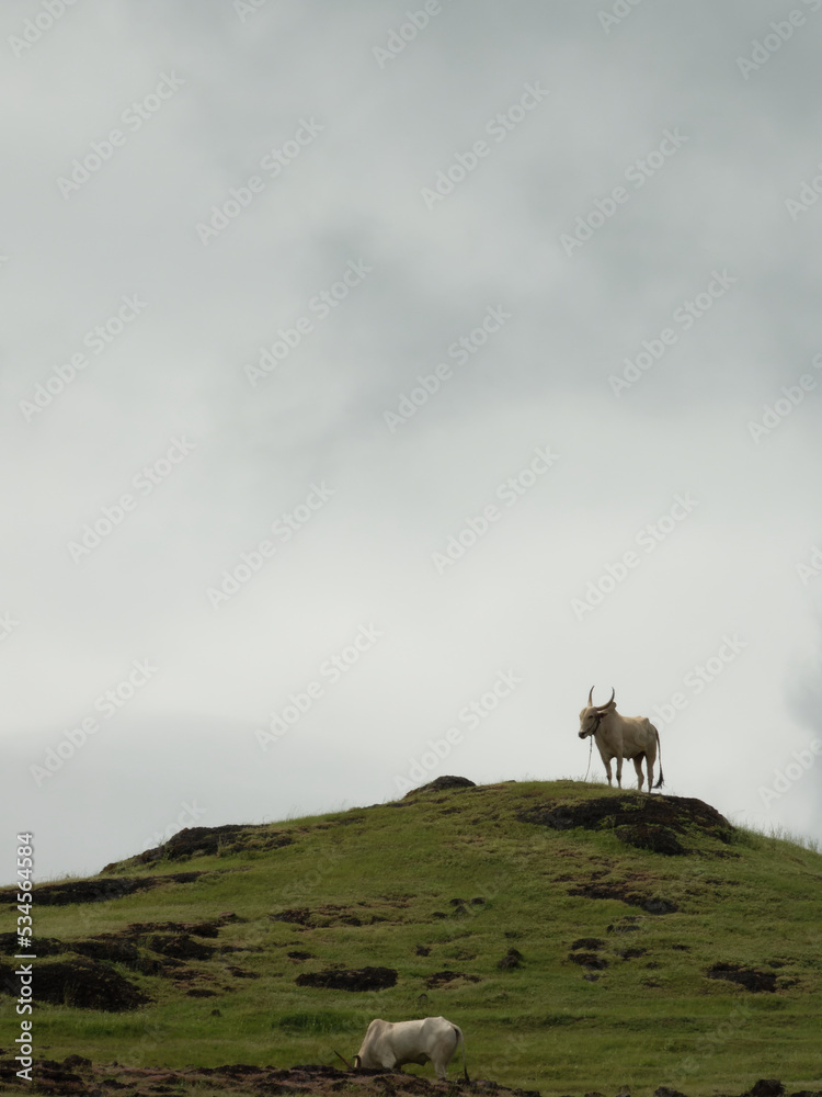 Naklejka premium sheep in the mountains