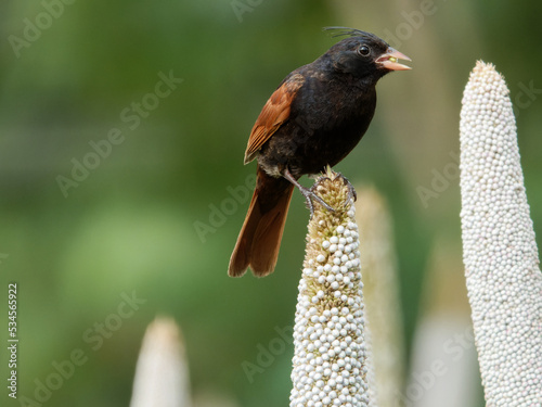 Closeup shot of crested bunting in natural habitat photo