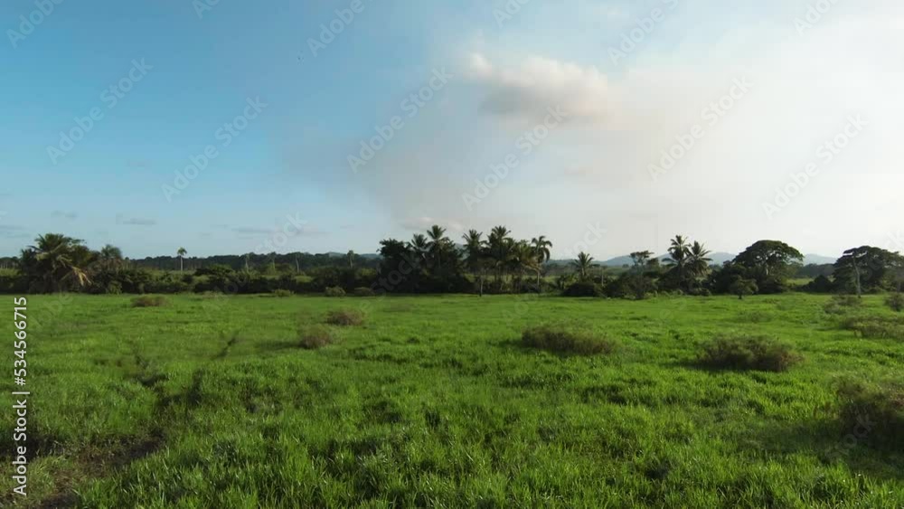 Aerial over green rice fields. Fast movement forwards of an FPV drone Aerial over green rice fields. Fast movement forwards of an FPV drone