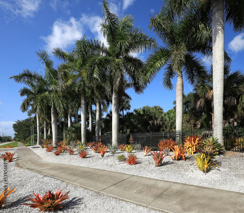 Tall royal palm trees make a dramatic contrast with orange Aechmea blanchetiana bromeliads growing below in Naples. Florida, USA. photo