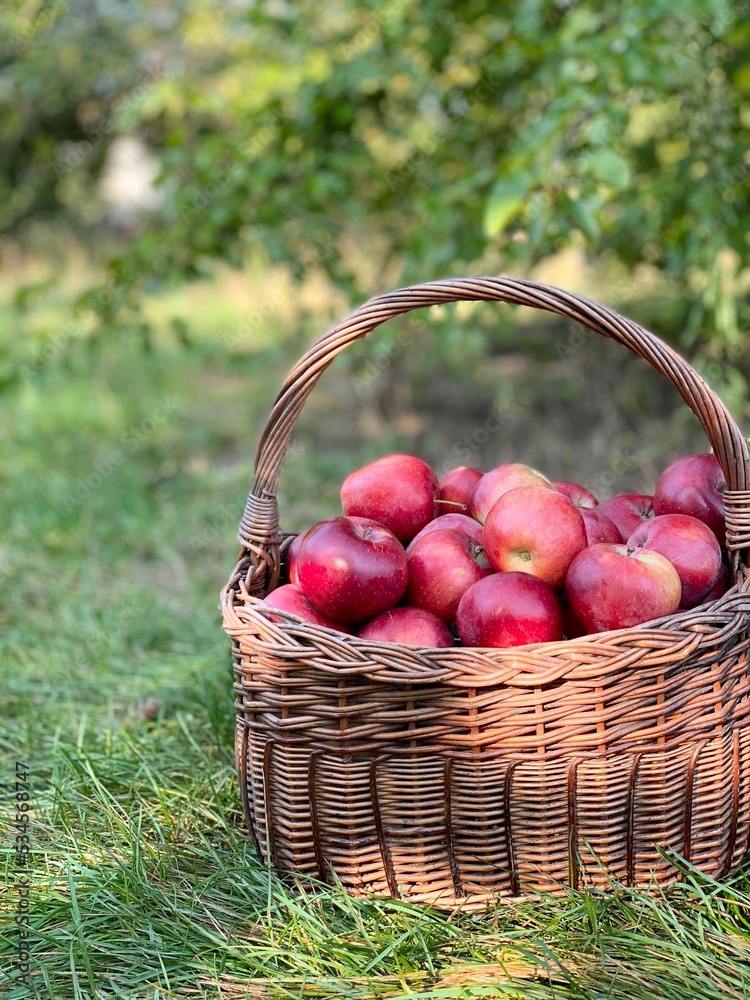 Organic Apples in a Basket. Autumn background. Harvest season concept. Organic apples close up for fresh juice. Organic Apples in a Basket. Autumn background. Harvest season concept. Organic apples close up for fresh juice.