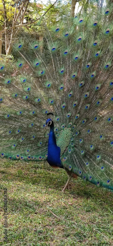 Obraz premium Peacock at Royal Alcazar gardens in Seville, travel in Spain