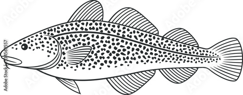 Atlantic cod outline. Isolated cod on white background