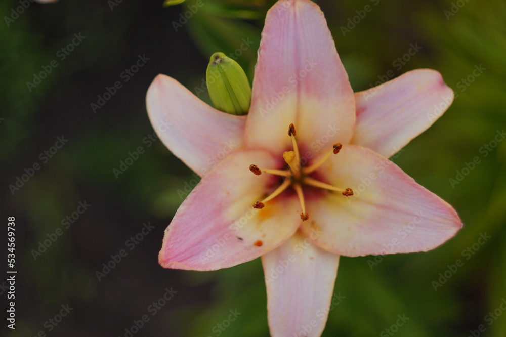 Fototapeta premium pink and white flower