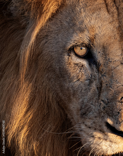 An upclose portrait of a male lion's face, Panthera leo photo