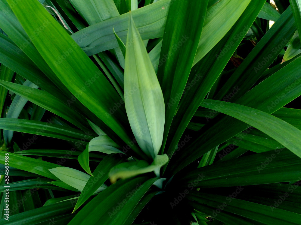 close up of green leaves close up of green leaves