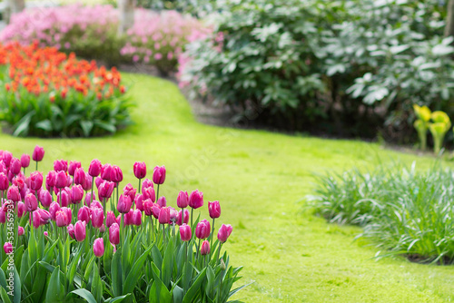 Pink tulips in park background. Spring season, copy space