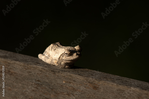 A Grey Tree frog, Chiromantis xerampelina, lies down on a piece of wood photo
