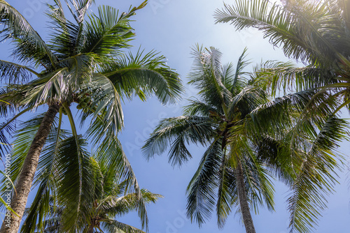 Palm tree over the blue sky with sunlight flare