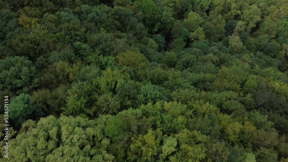 deciduous forest, late summer, shot by drone, approximately 30 meters above, late afternoon, almost vertical angle of view deciduous forest, late summer, shot by drone, approximately 30 meters above, late afternoon, almost vertical angle of view