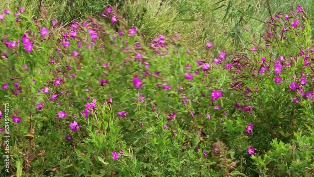 Purple flowers of Fireweed moving in the wind, also called Epilobium angustifolium Purple flowers of Fireweed moving in the wind, also called Epilobium angustifolium